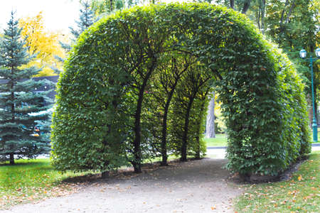 In the city garden, an element of garden design is an arch made of trees.の写真素材