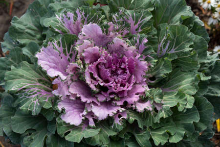 Background. Texture. The ornamental cauliflower has a beautiful purple center and green edges in...