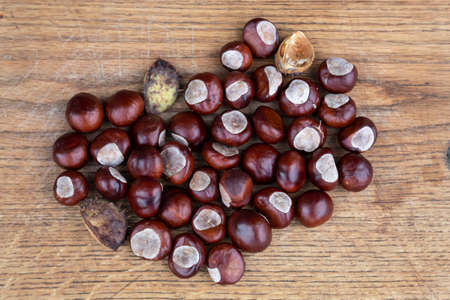 Ripe, shiny brown chestnuts lie on a cutting board.の写真素材