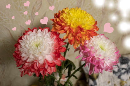 Three bright extraordinary chrysanthemums. Pink hearts are drawn next to it.の写真素材