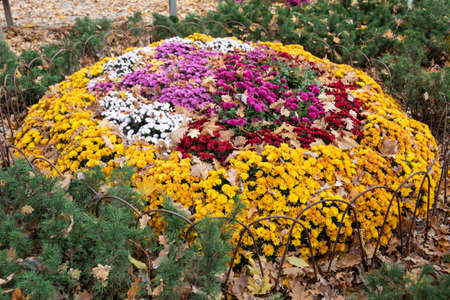 Against an autumn background, a bright flower bed of multi-colored chrysanthemums.の写真素材