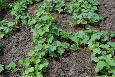 In the garden grows a bed of cucumbers mulched with straw.の写真素材