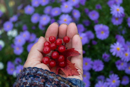 In the hand is a bunch of red ripe viburnum berries and an orange leaf.