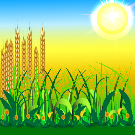 vector graphics. summer landscape. The sun is shining. Grass and dandelions grow in the foreground. Behind them is a yellow field of wheat.のイラスト素材