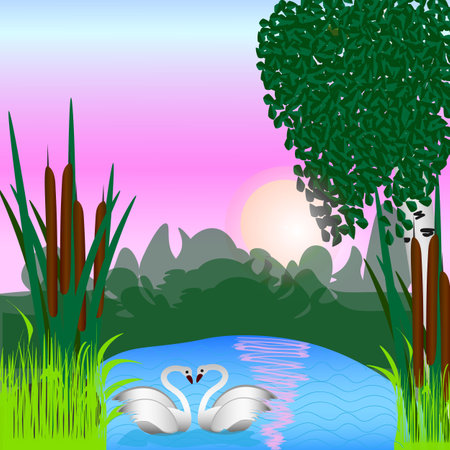 vector graphics. The rising sun is reflected in the lake. Birch and reeds grow on the shore. Two swans swim in the lake.のイラスト素材