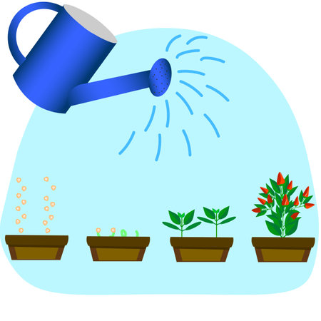 Vector graphics. The concept of growing peppers from sowing seeds in a pot to ripening red fruits. Above the pepper pots, a sprinkler pouring water.のイラスト素材