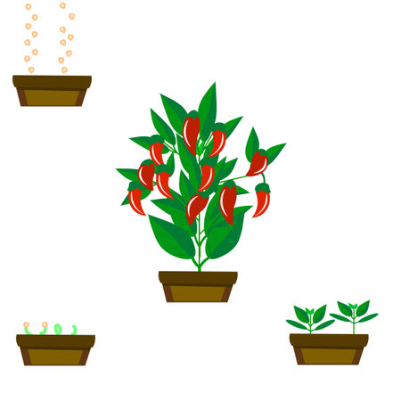 Vector graphics. The process of growing peppers. In one pot - sowing seeds, in another - seedlings, in the third - the appearance of leaves, in the fourth - a pepper bush with red peppercorns.のイラスト素材