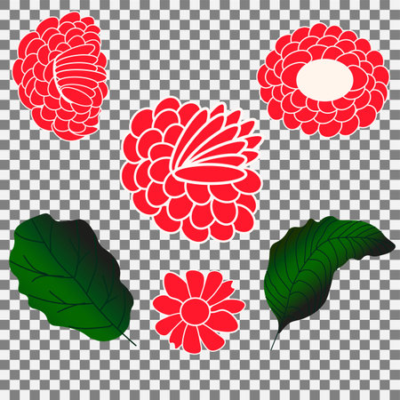 Vector graphics. On a transparent background, design elements - several red exotic flowers and two leaves.のイラスト素材