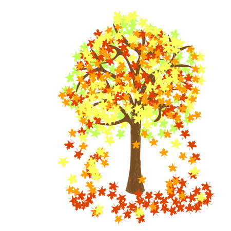 Vector graphics. On a white background, maple with bright autumn leaves.