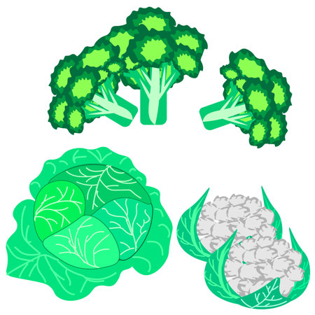 Vector graphics. On a white background there is cabbage, cauliflower and broccoli.のイラスト素材