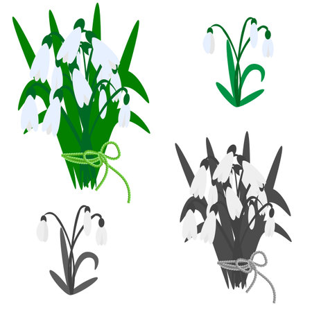 Vector graphics. On a white background there is a bouquet and a bush of snowdrops.のイラスト素材