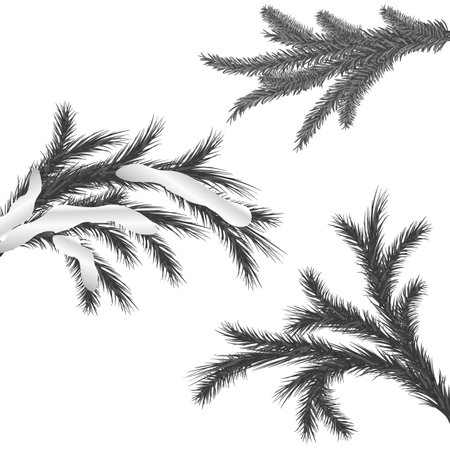 Vector graphics. On a white background, spruce branches in black and white tones.のイラスト素材