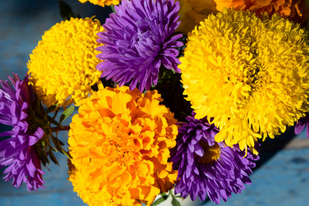 Close-up of several yellow marigolds and bright purple asters.の写真素材