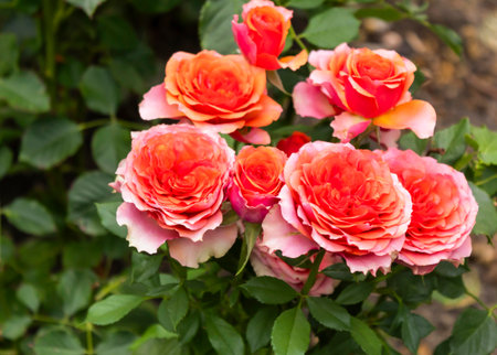 Close-up of a spray bush of beautiful blooming pink-orange roses.の写真素材