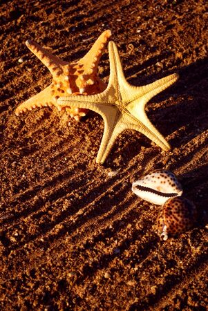 starfishes on sandの写真素材