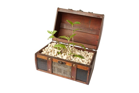 Antique chest full of pressed pellets and a few plants. Isolated on white.の写真素材