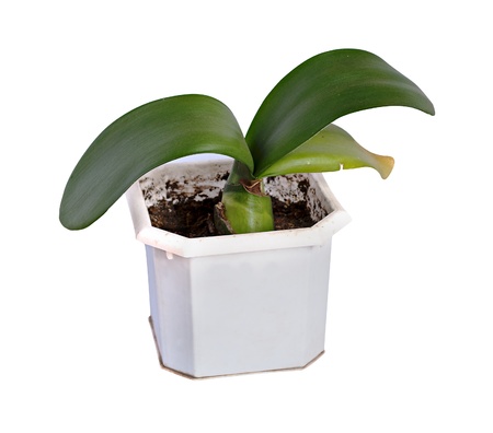 Plant with big leaves in a pot, isolated on white. Haemanthus.の写真素材