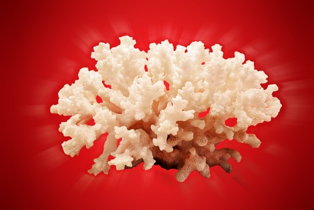Big shiny coral branch on a red background.の写真素材