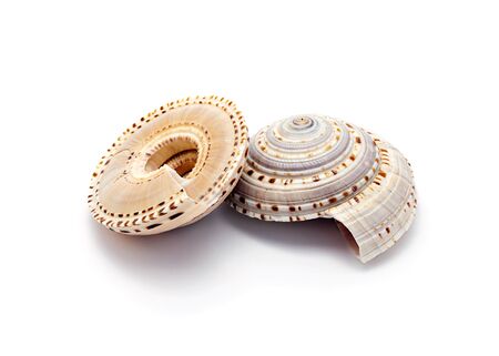 Two spiral-shape seashells isolated on white.