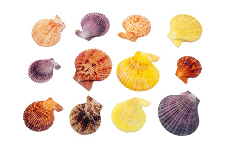 Set of colorful seashells, isolated on white.