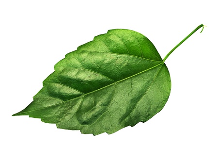 Big green leaf isolated on white.
