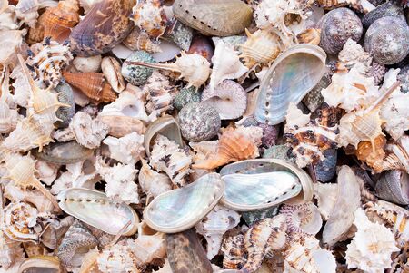 Solid background of seashells for art design.の写真素材