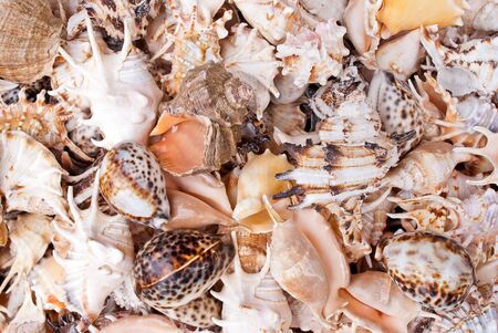 Solid background of seashells for art design.