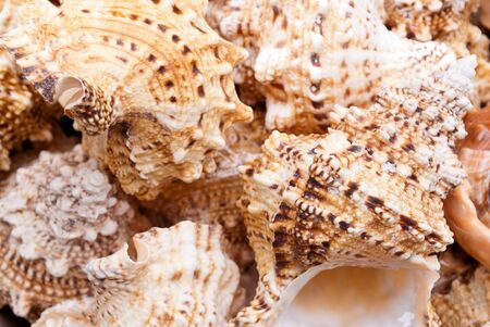 Solid background of seashells for art design.