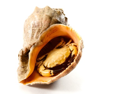 Sea souvenir- crab in a shell, isolated on white.の写真素材