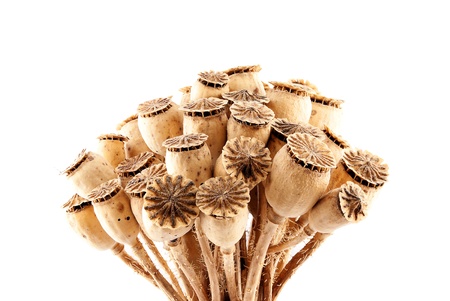 The sheaf of dried poppy isolated on white.の写真素材