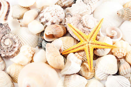 Solid background of little seashells and seastar.の写真素材