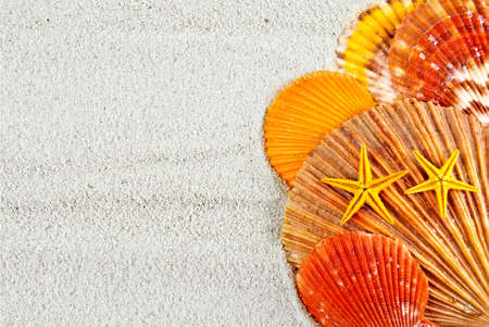 Marine still life of five scallops and two seastars on sand.の写真素材