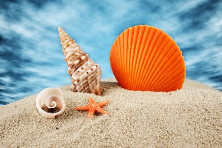 Big scallop, little seastar and spiral seashells on a sand against the blue cloudy sky.