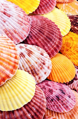 Entire background of colorful scallops different sizes. 