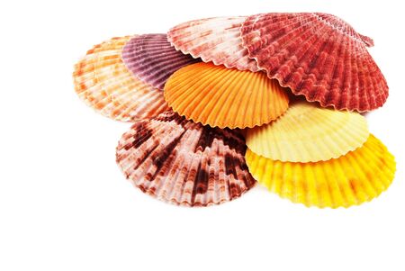 Pile of sea scallops, isolated on white.