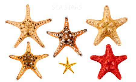 Big set of sea stars, isolated on white.