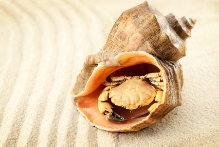 Cute little crab in rapana seashell against sandy background.の写真素材
