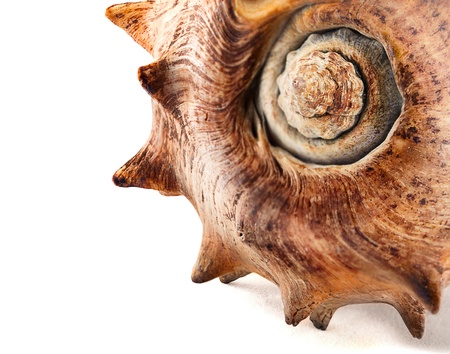Closeup of big spiked seashell, isolated on white.