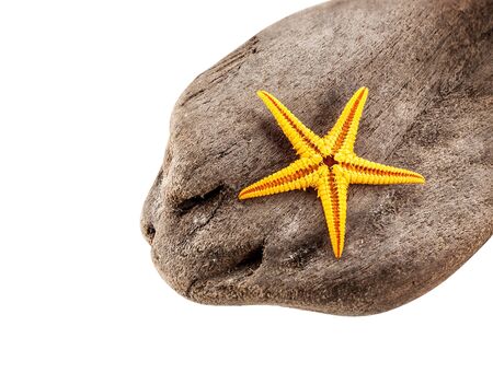 Closeup of little seastar on a snag, isolated on white.の写真素材