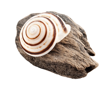 Closeup of spiral seashell on a snag, isolated on white.の写真素材