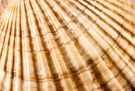 Closeup of amazing detail scallop texture.