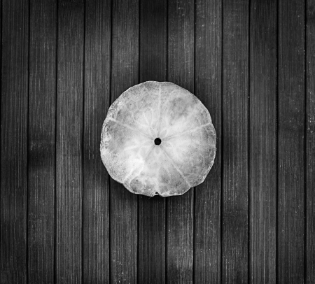 Monochrome image of round seashell on a wooden background の写真素材