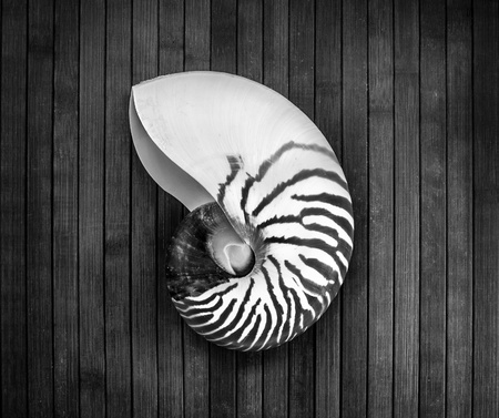 Monochrome image of striped nautilus on a wooden background の写真素材