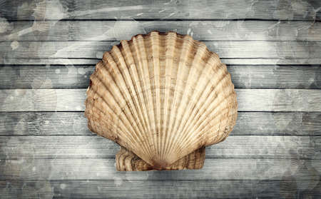 Abstract marine composition of big scallop on a wooden background 