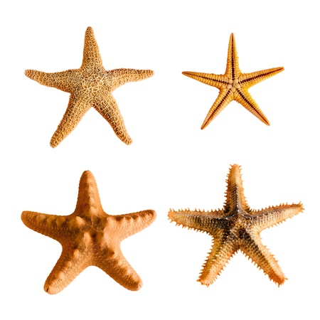 Four nice seashells, isolated on white の写真素材