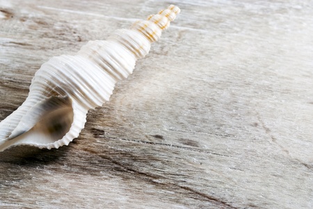 White spiral seashell on a wooden background の写真素材