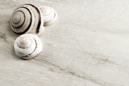 White spiral seashells on a wooden background の写真素材