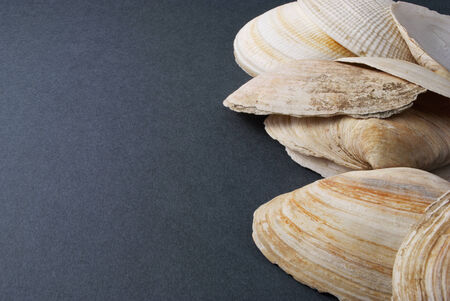 Few white seashells over gray background 