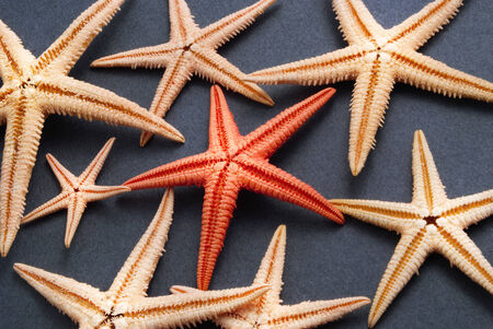 Few yellow and one red seastars over gray background 