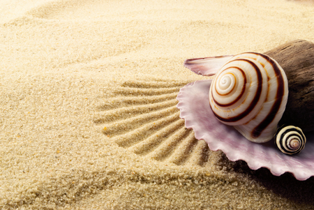 Few marine items on a sandy background の写真素材